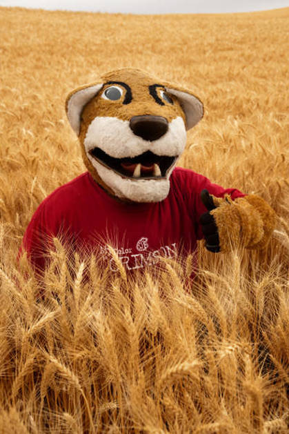 Butch Cougar mascot in a wheatfield
